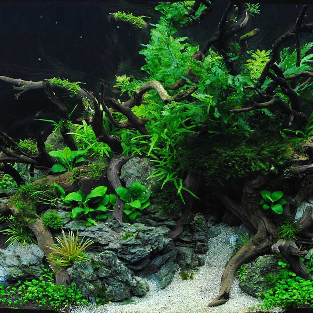 1 Pcs Wood Reptile Fish Tank O - Aquarium Plant Roots ulasan dan harga