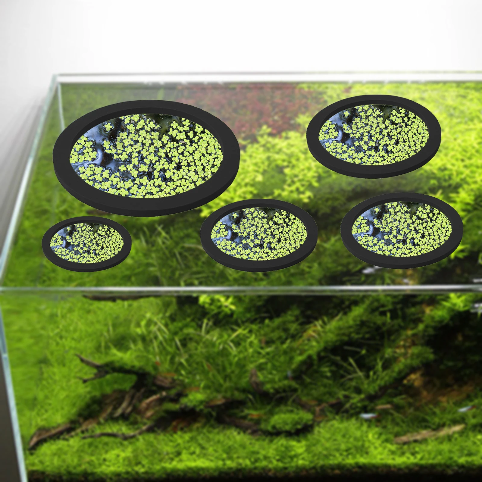 5Pcs EVA Fish Feeding Ring Aqu - Planted Aquarium With Fish ulasan dan harga