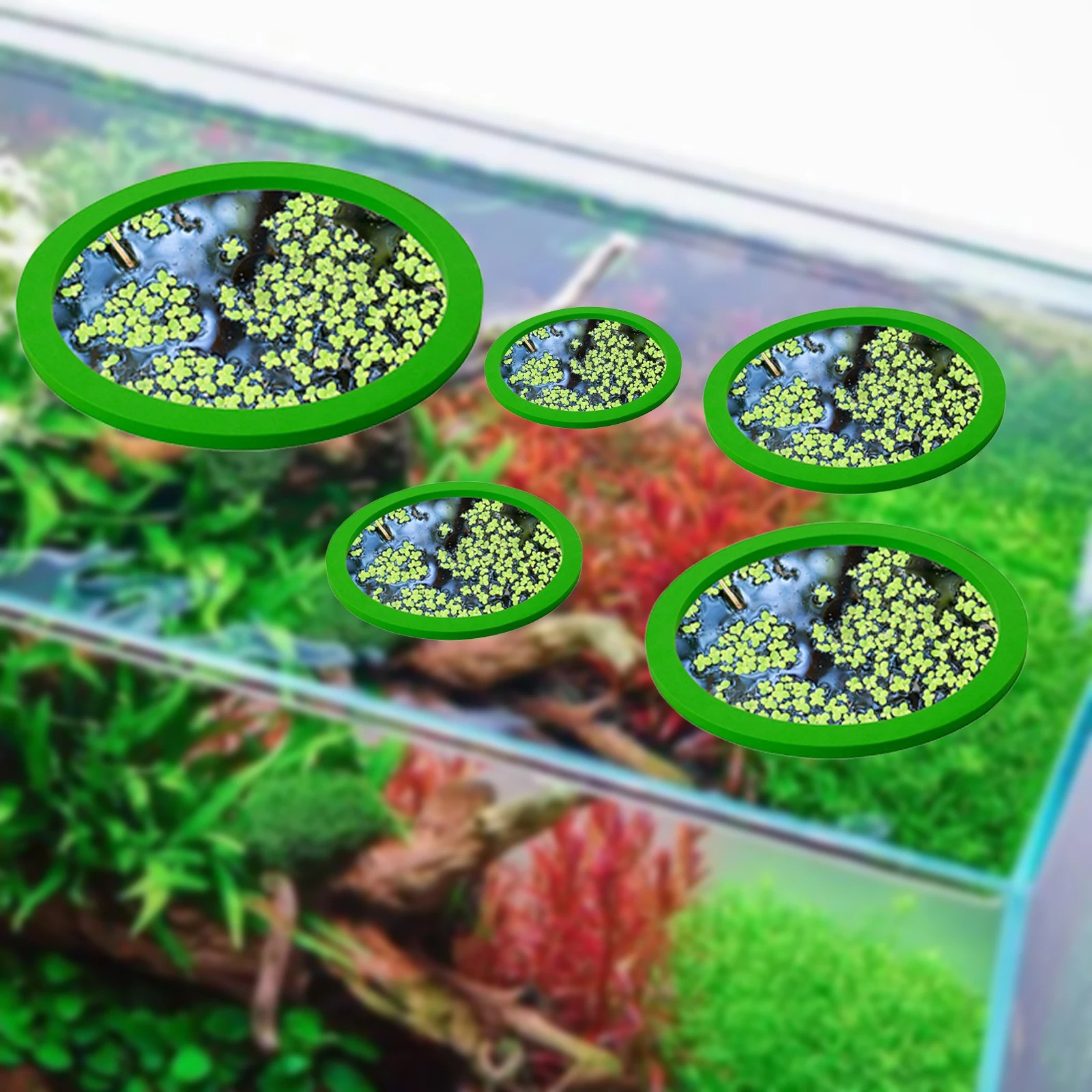 5Pcs EVA Fish Feeding Ring Aqu - Planted Aquarium With Fish ulasan dan harga