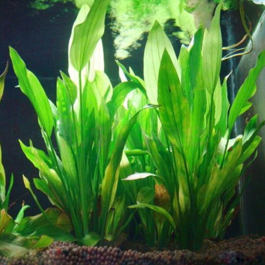 15cm Artificial Aquarium Decor - Aquarium Plant Design ulasan dan harga