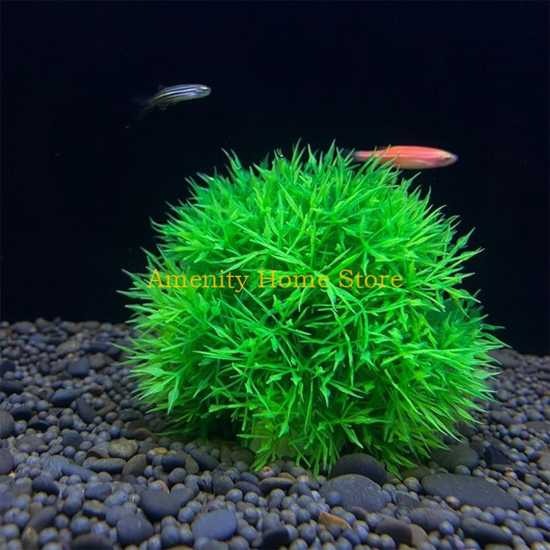 F26C Aquatic Plants Marimo for - Aquarium Plant Roots ulasan dan harga